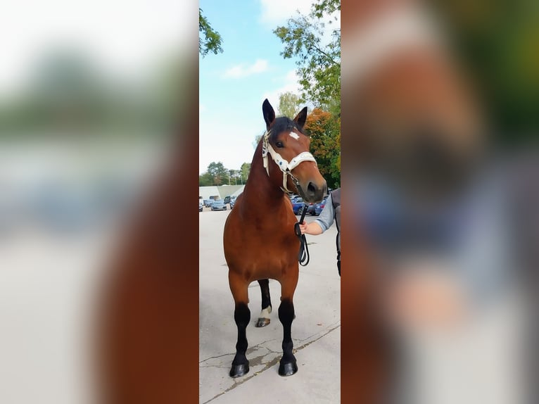 Süddeutsches Kaltblut Hengst 2 Jahre 163 cm Brauner in Rinchnach