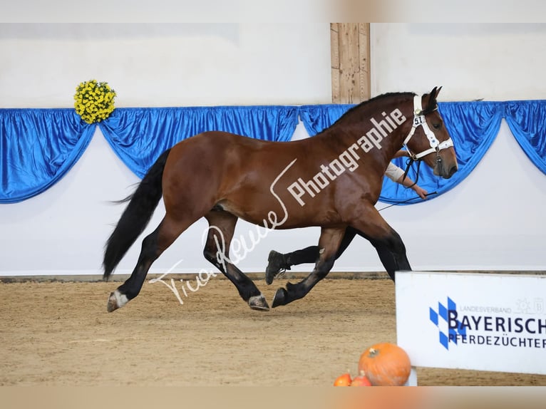 Süddeutsches Kaltblut Hengst 2 Jahre 163 cm Brauner in Rinchnach