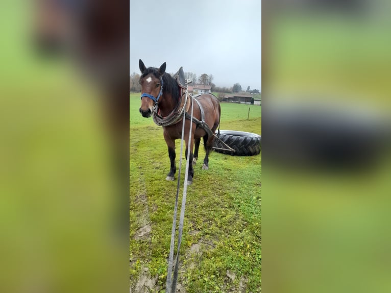 Süddeutsches Kaltblut Hengst 2 Jahre 163 cm Brauner in Rinchnach