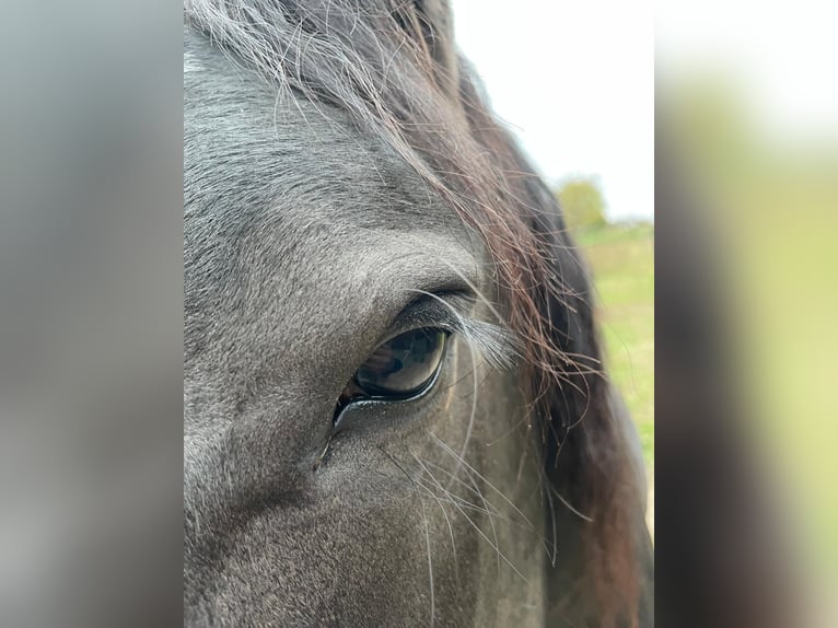 Süddeutsches Kaltblut Hengst 4 Jahre 165 cm Rappe in Bad Rappenau