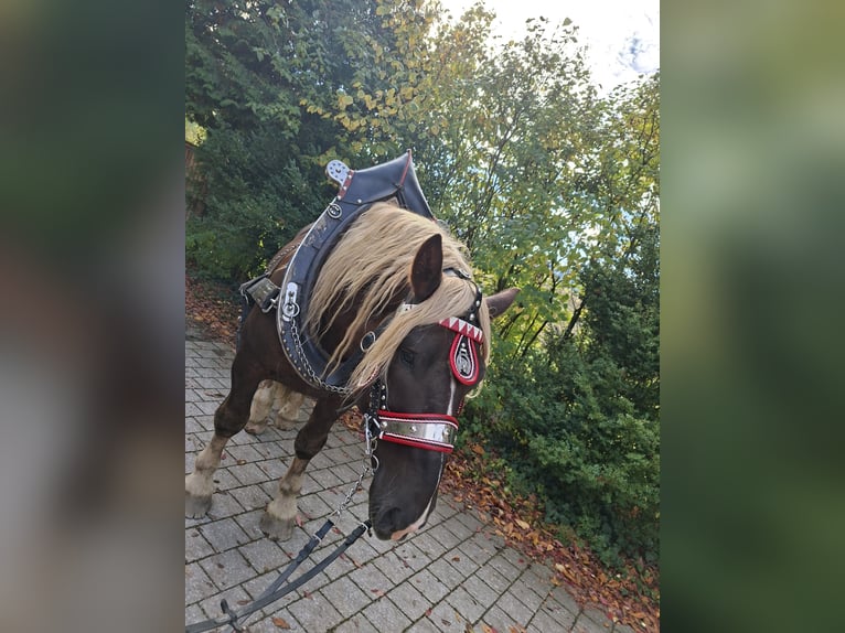 Süddeutsches Kaltblut Hengst 4 Jahre Dunkelfuchs in Viechtach