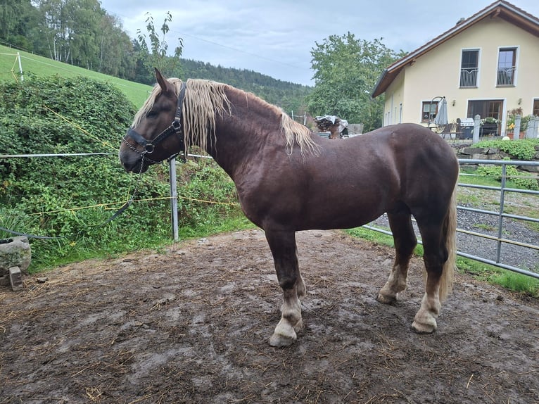Süddeutsches Kaltblut Hengst 4 Jahre Dunkelfuchs in Viechtach