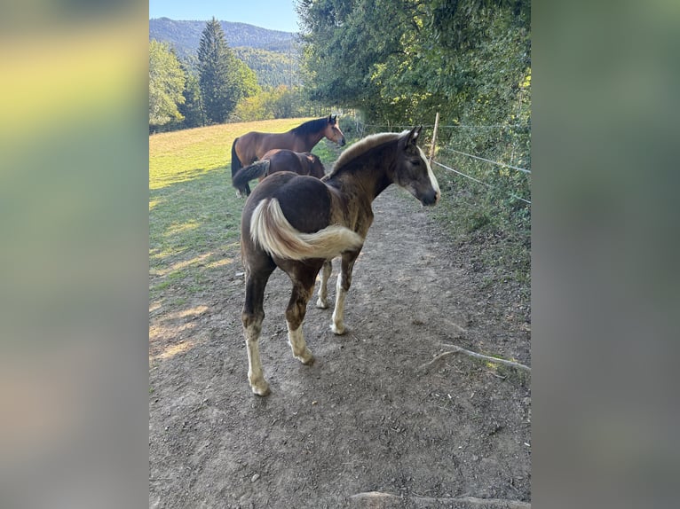 Süddeutsches Kaltblut Hengst Fohlen (05/2026) Dunkelfuchs in Hohenwarth