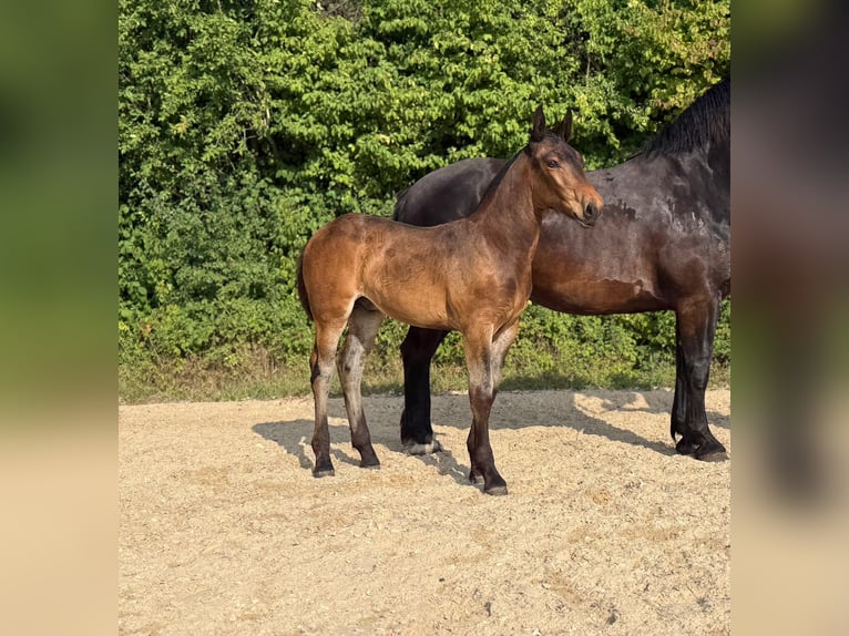 Süddeutsches Kaltblut Hengst Fohlen (05/2026) Schwarzbrauner in Unterthingau