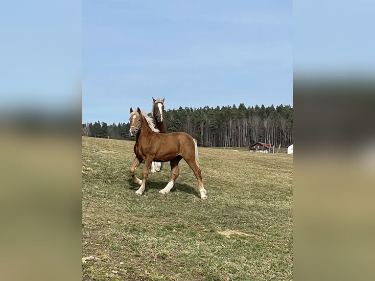 Süddeutsches Kaltblut Stallone 1 Anno Sauro scuro in Regen