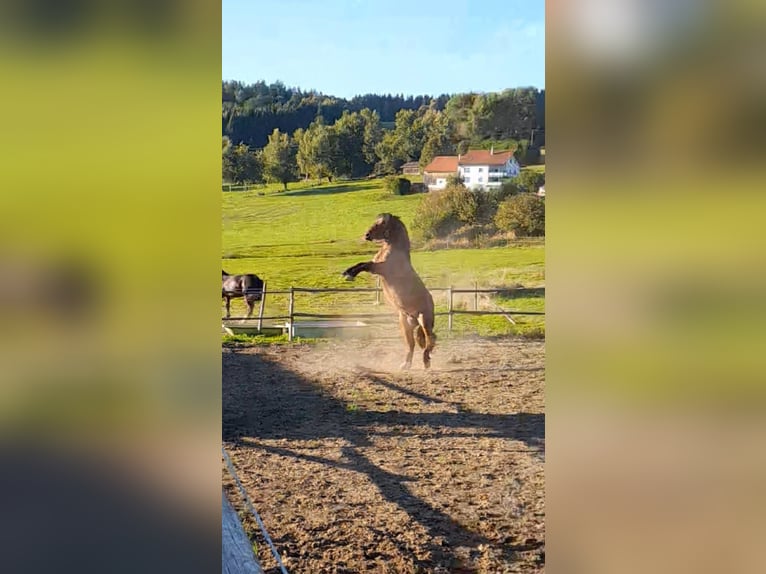 Süddeutsches Kaltblut Stallone 2 Anni 163 cm Baio in Rinchnach