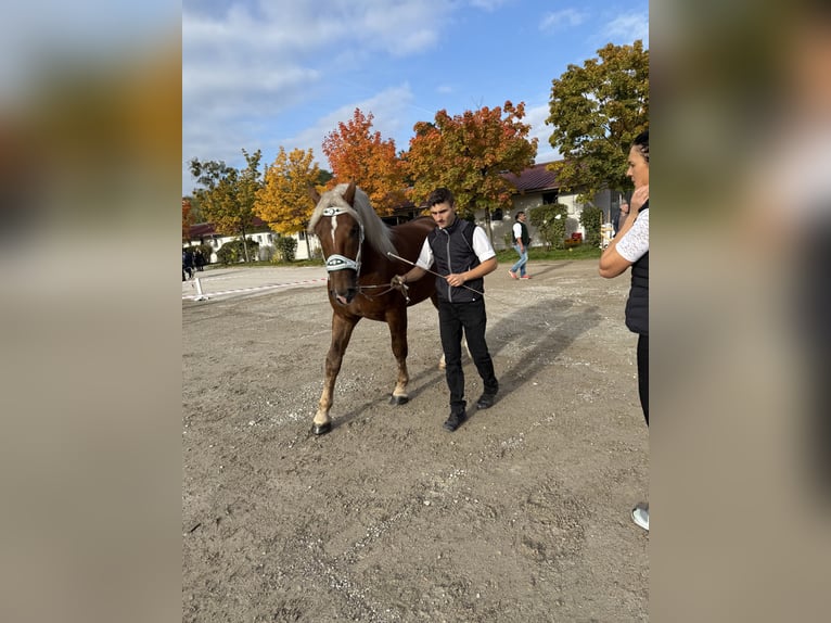 Süddeutsches Kaltblut Stallone 2 Anni 168 cm Sauro scuro in Siegsdorf