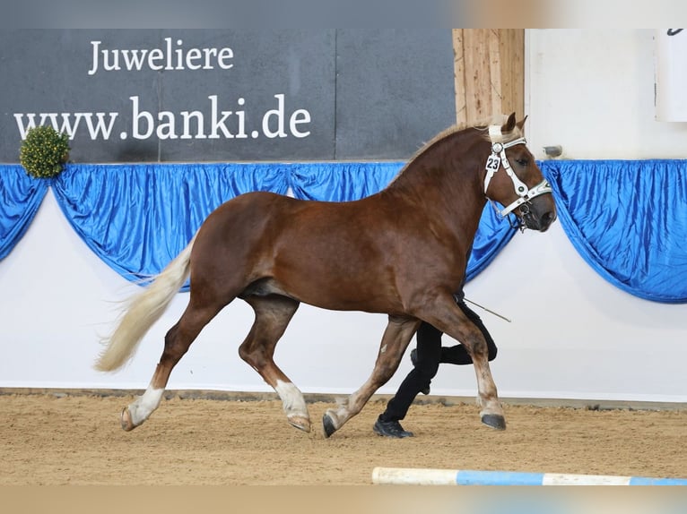Süddeutsches Kaltblut Stallone 2 Anni 168 cm Sauro scuro in Siegsdorf