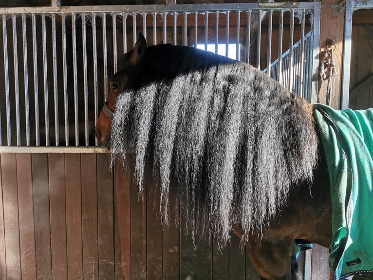 Süddeutsches Kaltblut Stallone 5 Anni 168 cm Baio in Hohenwarth