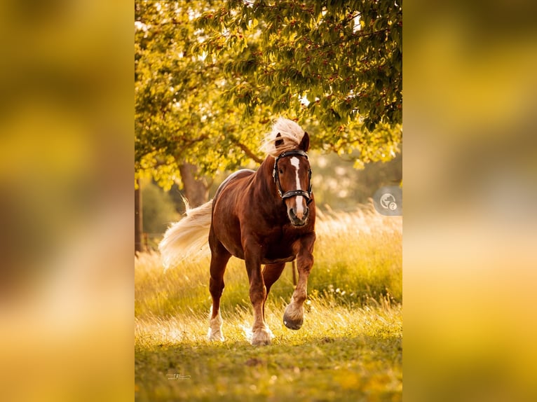 Süddeutsches Kaltblut Stallone 7 Anni Sauro scuro in Möttingen