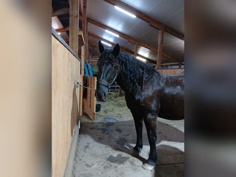 Süddeutsches Kaltblut Stute 10 Jahre 158 cm Rappe in Aitrang