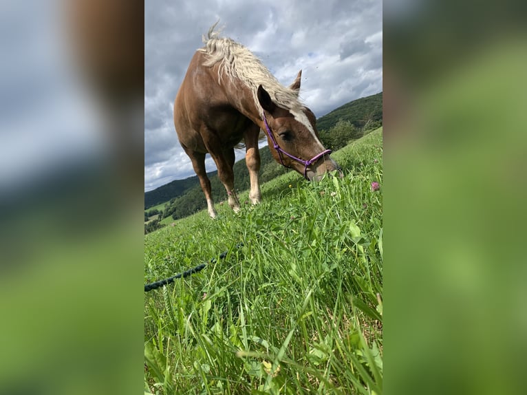 Süddeutsches Kaltblut Stute 10 Jahre 165 cm Dunkelfuchs in Struth-Helmershof