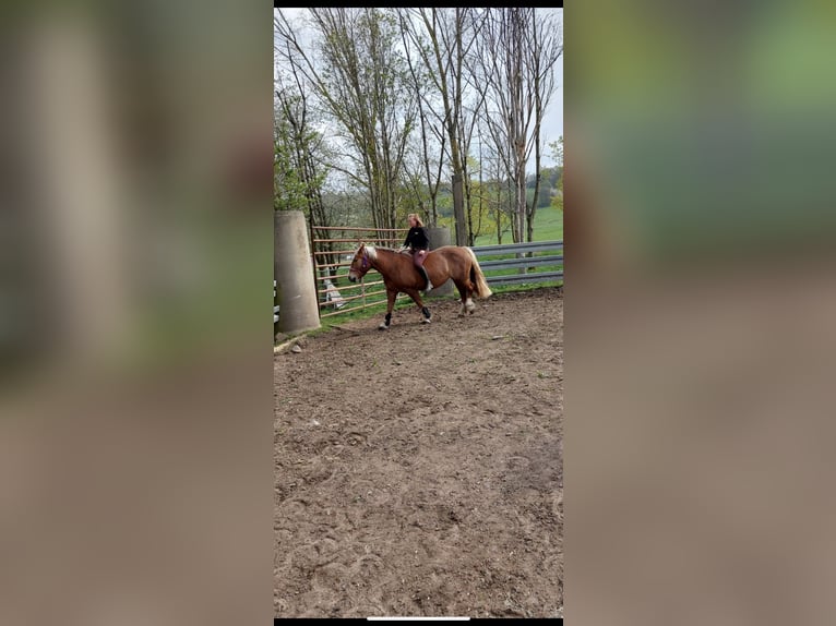 Süddeutsches Kaltblut Stute 10 Jahre 165 cm Dunkelfuchs in Struth-Helmershof