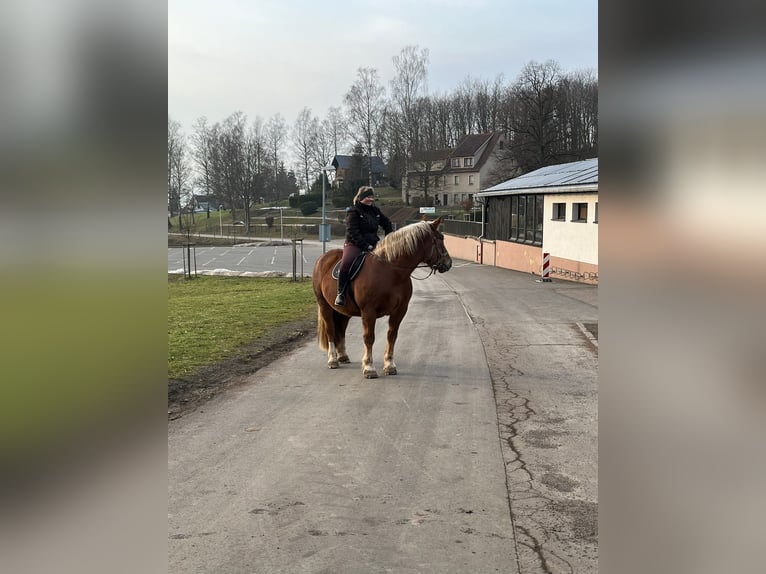 Süddeutsches Kaltblut Stute 10 Jahre 165 cm Dunkelfuchs in Struth-Helmershof