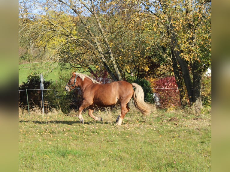 Süddeutsches Kaltblut Stute 10 Jahre 165 cm Dunkelfuchs in Struth-Helmershof