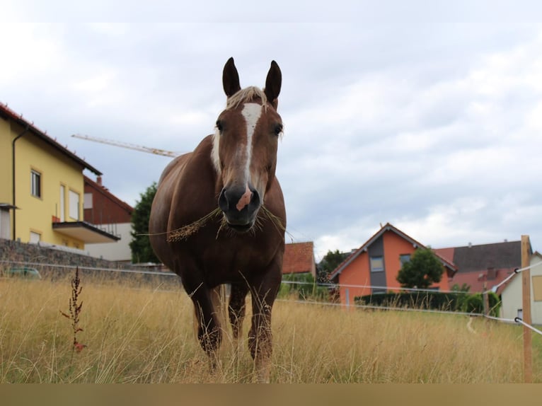 Süddeutsches Kaltblut Stute 10 Jahre 165 cm Dunkelfuchs in Struth-Helmershof