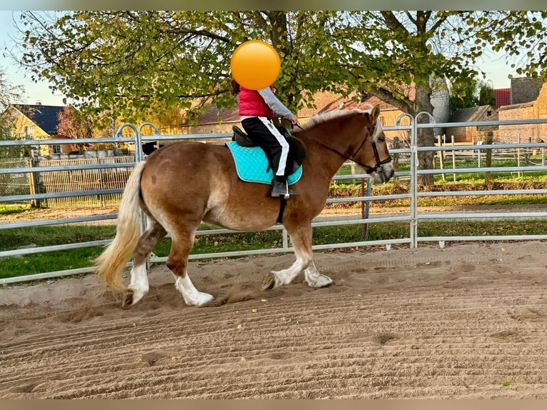 Süddeutsches Kaltblut Stute 11 Jahre 158 cm Fuchs in Gleina