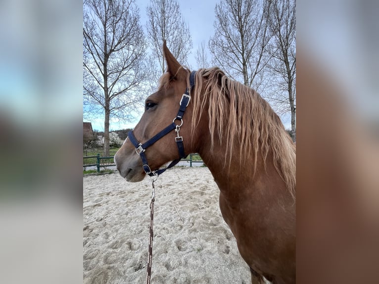 Süddeutsches Kaltblut Stute 11 Jahre 162 cm Fuchs in Pfullendorf