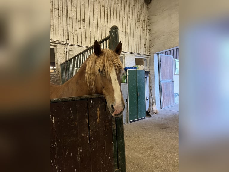 Süddeutsches Kaltblut Stute 11 Jahre 162 cm Fuchs in Pfullendorf