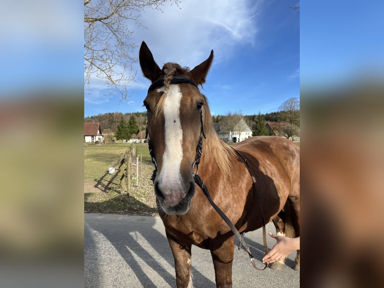 Süddeutsches Kaltblut Stute 11 Jahre 162 cm Fuchs in Pfullendorf