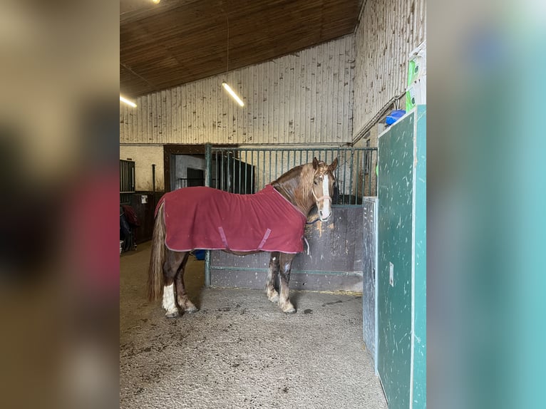 Süddeutsches Kaltblut Stute 11 Jahre 162 cm Fuchs in Pfullendorf