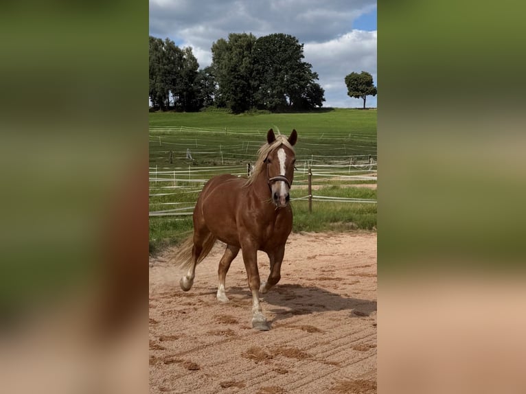Süddeutsches Kaltblut Stute 11 Jahre 165 cm Fuchs in Theisseil