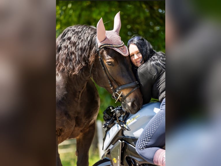 Süddeutsches Kaltblut Stute 13 Jahre 162 cm Rappe in Jettingen-Scheppach