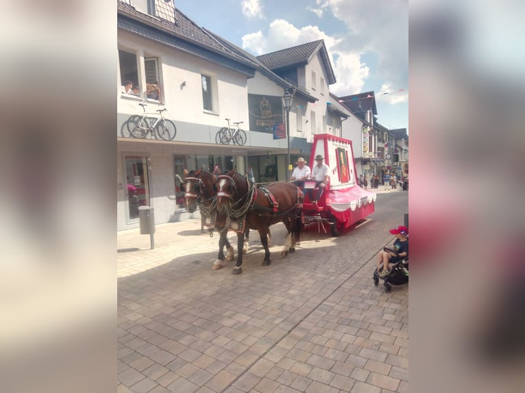 Süddeutsches Kaltblut Stute 13 Jahre in Bensheim
