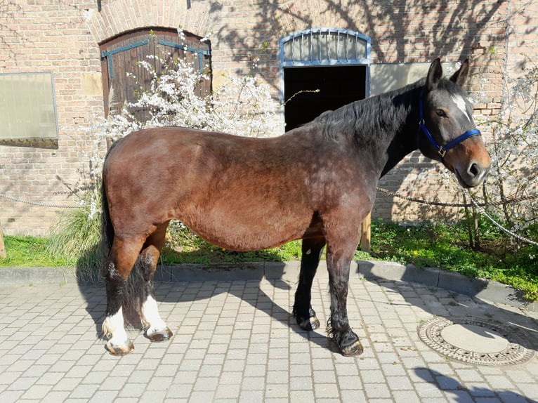 Süddeutsches Kaltblut Stute 15 Jahre 168 cm Brauner in Wiesbaden