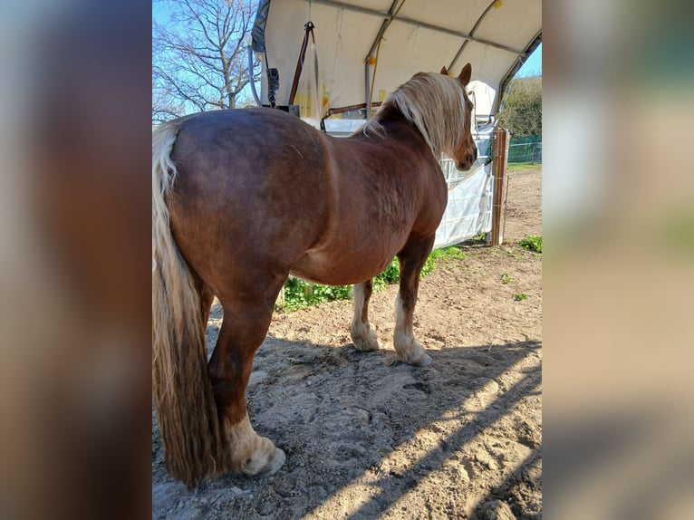 Süddeutsches Kaltblut Stute 16 Jahre 163 cm Dunkelfuchs in Großpösna