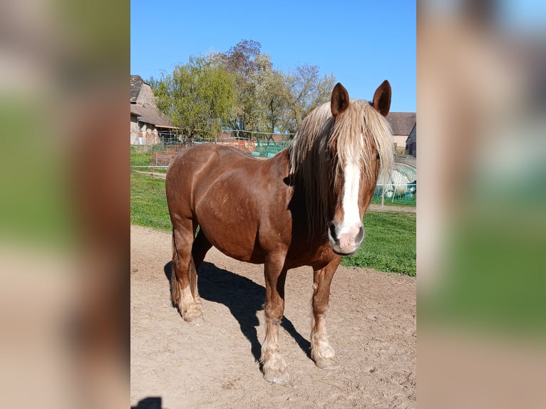 Süddeutsches Kaltblut Stute 16 Jahre 163 cm Dunkelfuchs in Großpösna