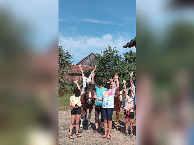 Süddeutsches Kaltblut Mix Stute 21 Jahre 149 cm Schecke in Schwarzhofen