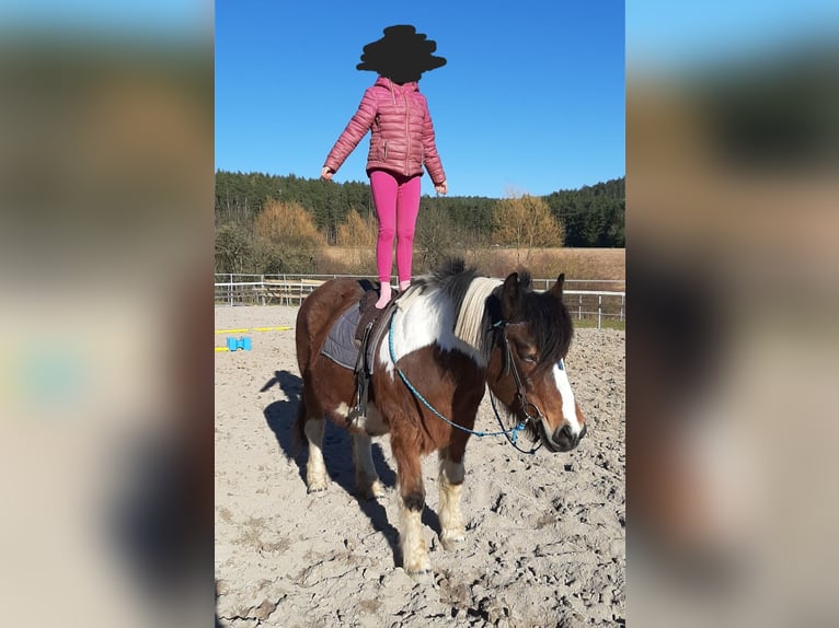 Süddeutsches Kaltblut Mix Stute 21 Jahre 149 cm Schecke in Schwarzhofen