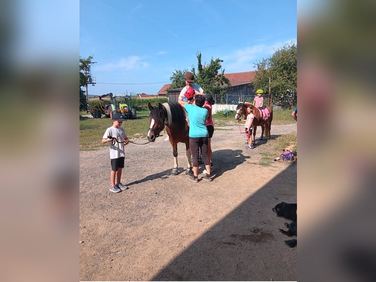 Süddeutsches Kaltblut Mix Stute 21 Jahre 149 cm Schecke in Schwarzhofen