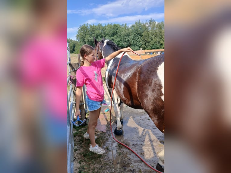 Süddeutsches Kaltblut Mix Stute 21 Jahre 149 cm Schecke in Schwarzhofen
