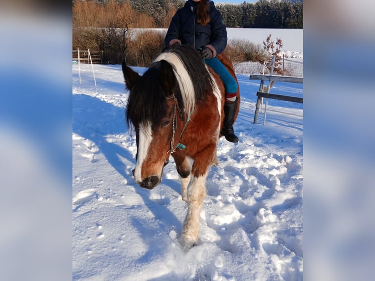 Süddeutsches Kaltblut Mix Stute 21 Jahre 149 cm Schecke in Schwarzhofen