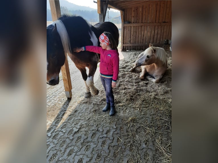 Süddeutsches Kaltblut Mix Stute 21 Jahre 149 cm Schecke in Schwarzhofen
