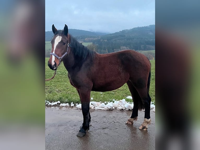 Süddeutsches Kaltblut Stute 2 Jahre 165 cm Brauner in Oberzent