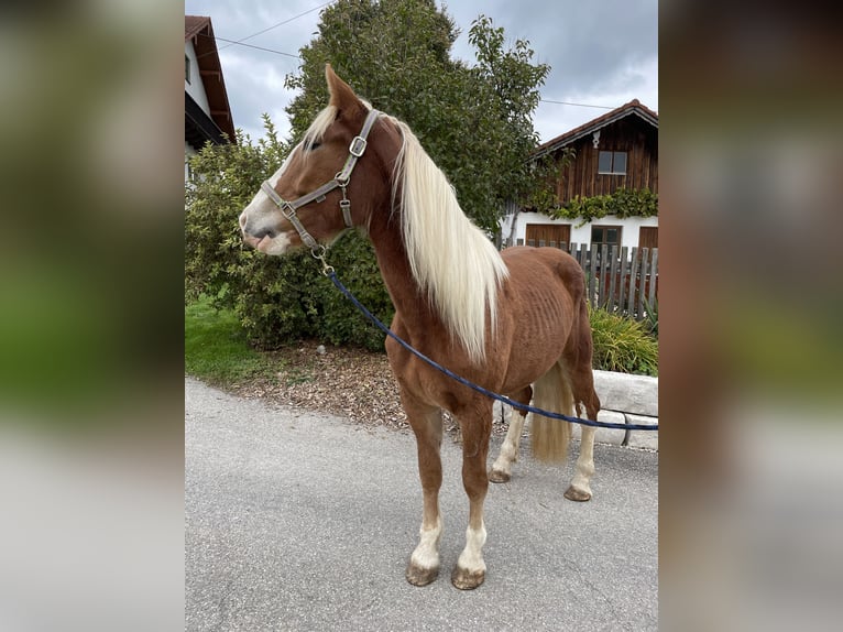 Süddeutsches Kaltblut Stute 2 Jahre 165 cm Fuchs in Sankt Wolfgang