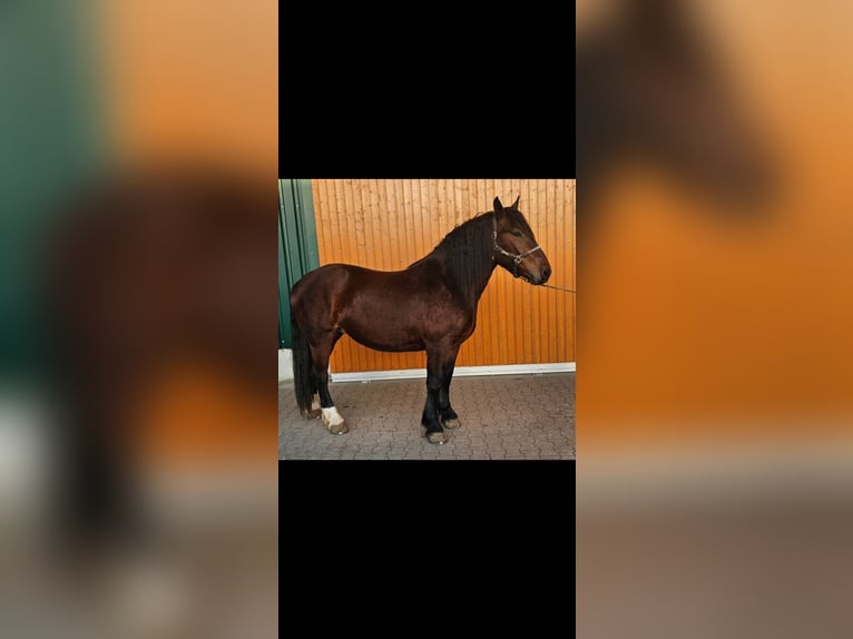 Süddeutsches Kaltblut Stute 3 Jahre 162 cm Brauner in Niederstotzingen