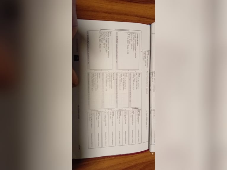 Süddeutsches Kaltblut Stute 3 Jahre 165 cm Dunkelbrauner in Sankt Wolfgang