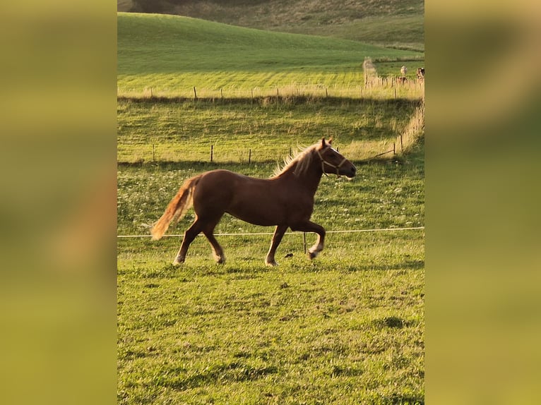 Süddeutsches Kaltblut Stute 3 Jahre 165 cm Fuchs in Halblech