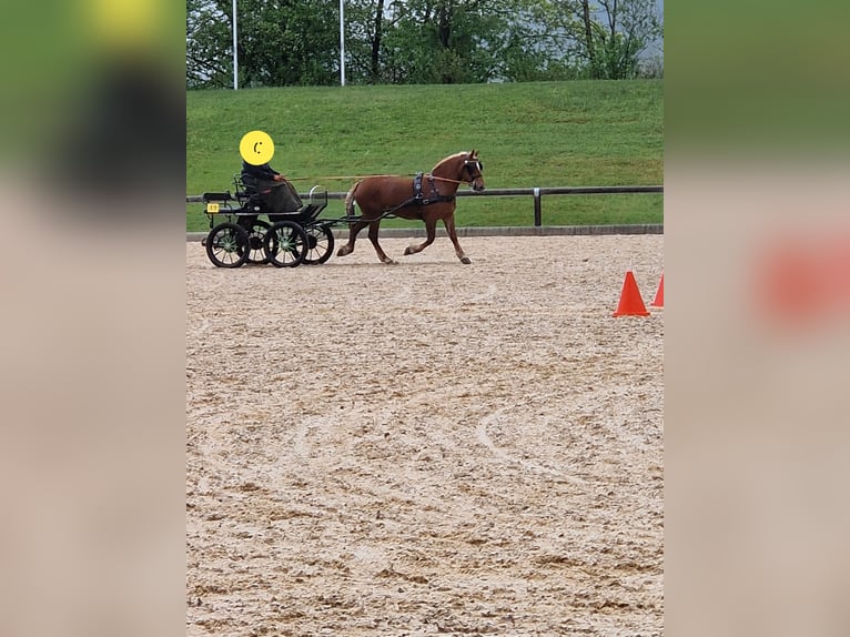 Süddeutsches Kaltblut Stute 3 Jahre 165 cm Fuchs in Halblech