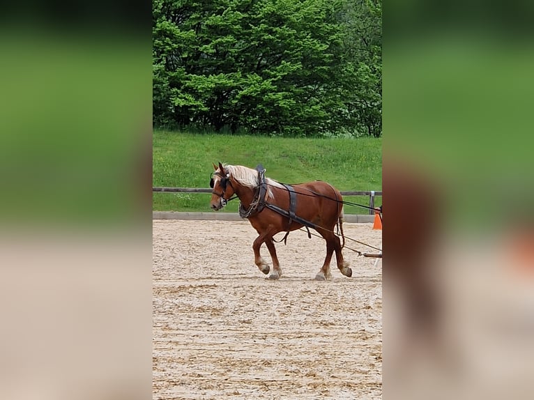 Süddeutsches Kaltblut Stute 3 Jahre 165 cm Fuchs in Halblech
