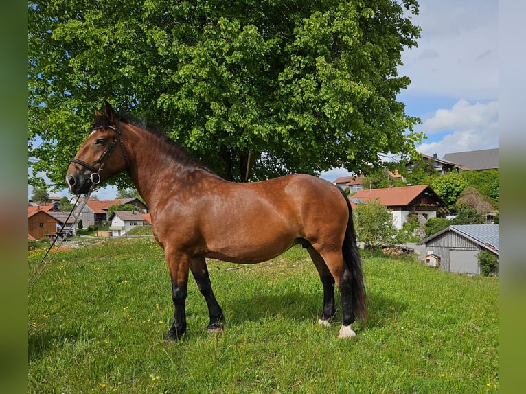 Süddeutsches Kaltblut Stute 5 Jahre 162 cm Brauner in Rettenbach am Auerberg
