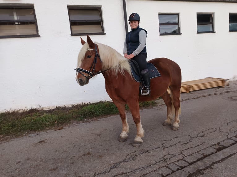 Süddeutsches Kaltblut Stute 5 Jahre 162 cm Fuchs in Traunstein