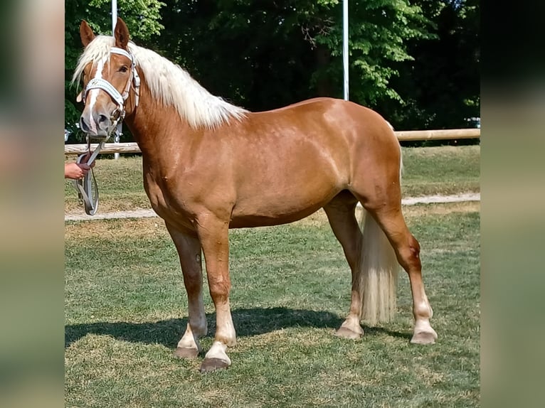 Süddeutsches Kaltblut Stute 5 Jahre 162 cm Fuchs in Traunstein
