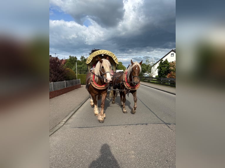 Süddeutsches Kaltblut Stute 5 Jahre 165 cm Fuchs in Täferrot