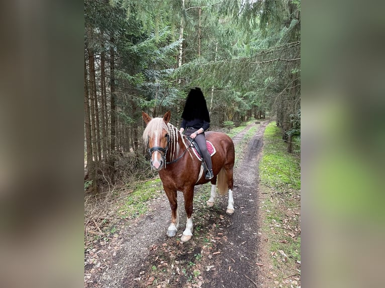 Süddeutsches Kaltblut Stute 5 Jahre 166 cm Fuchs in T&#xE4;ferrot