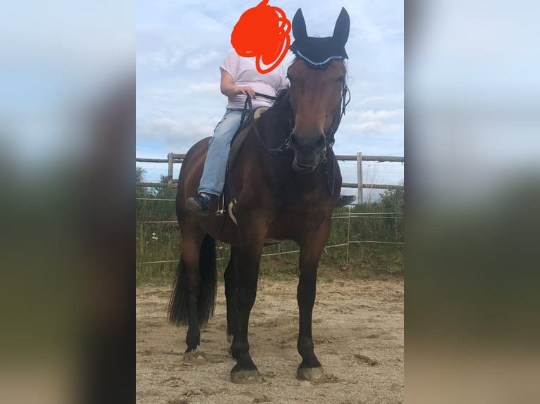 Süddeutsches Kaltblut Stute 5 Jahre 170 cm Dunkelbrauner in Hohenwarth